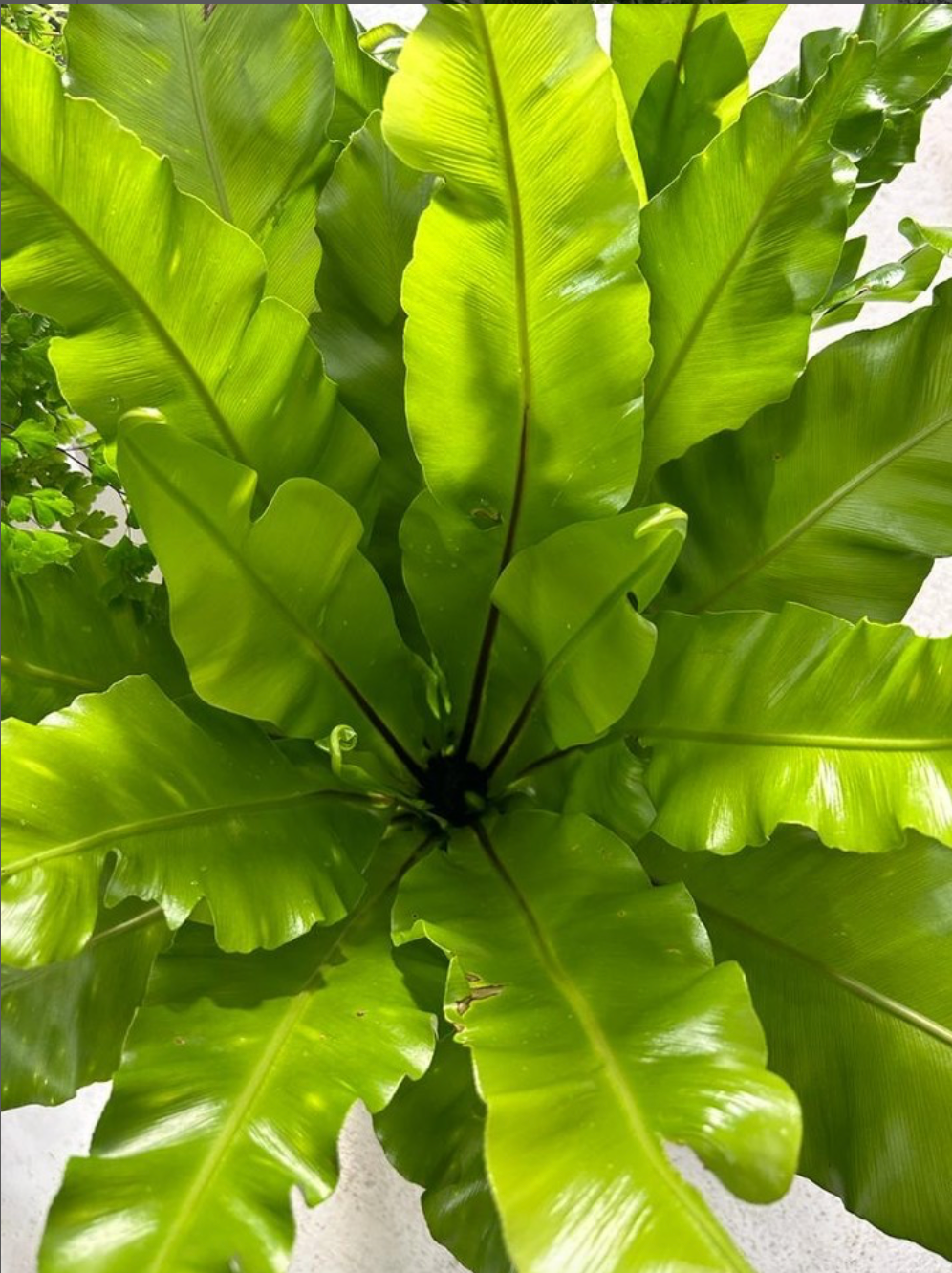 Bird's Nest Fern (Asplenium australasicum