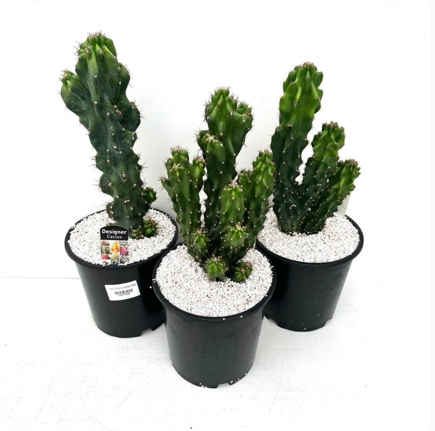 Cereus peruvianus monstrose