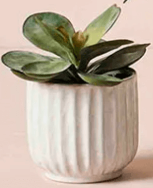 Clovelly Pot