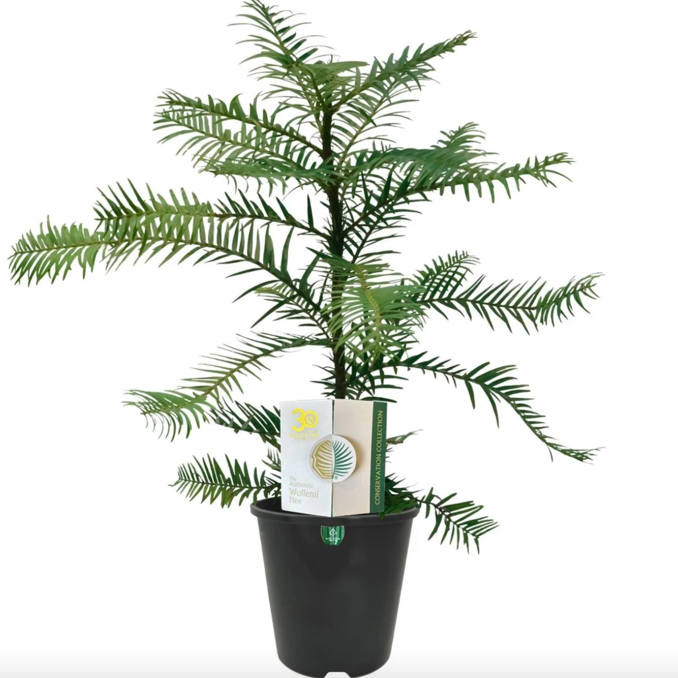 Wollemi Pine