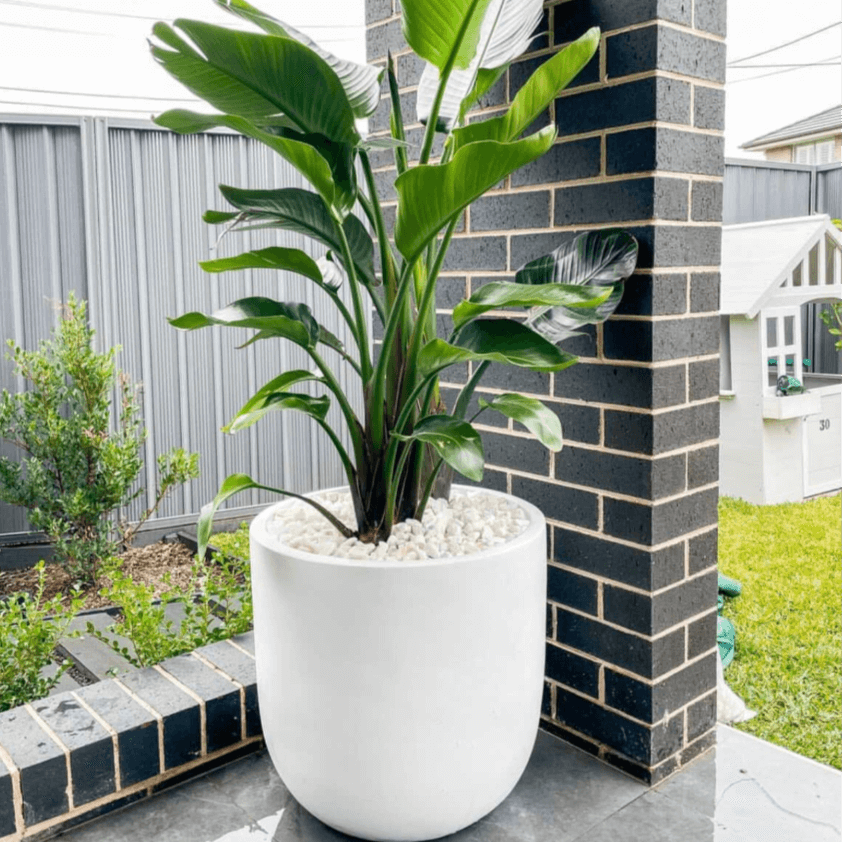 GardenLite Egg Planter