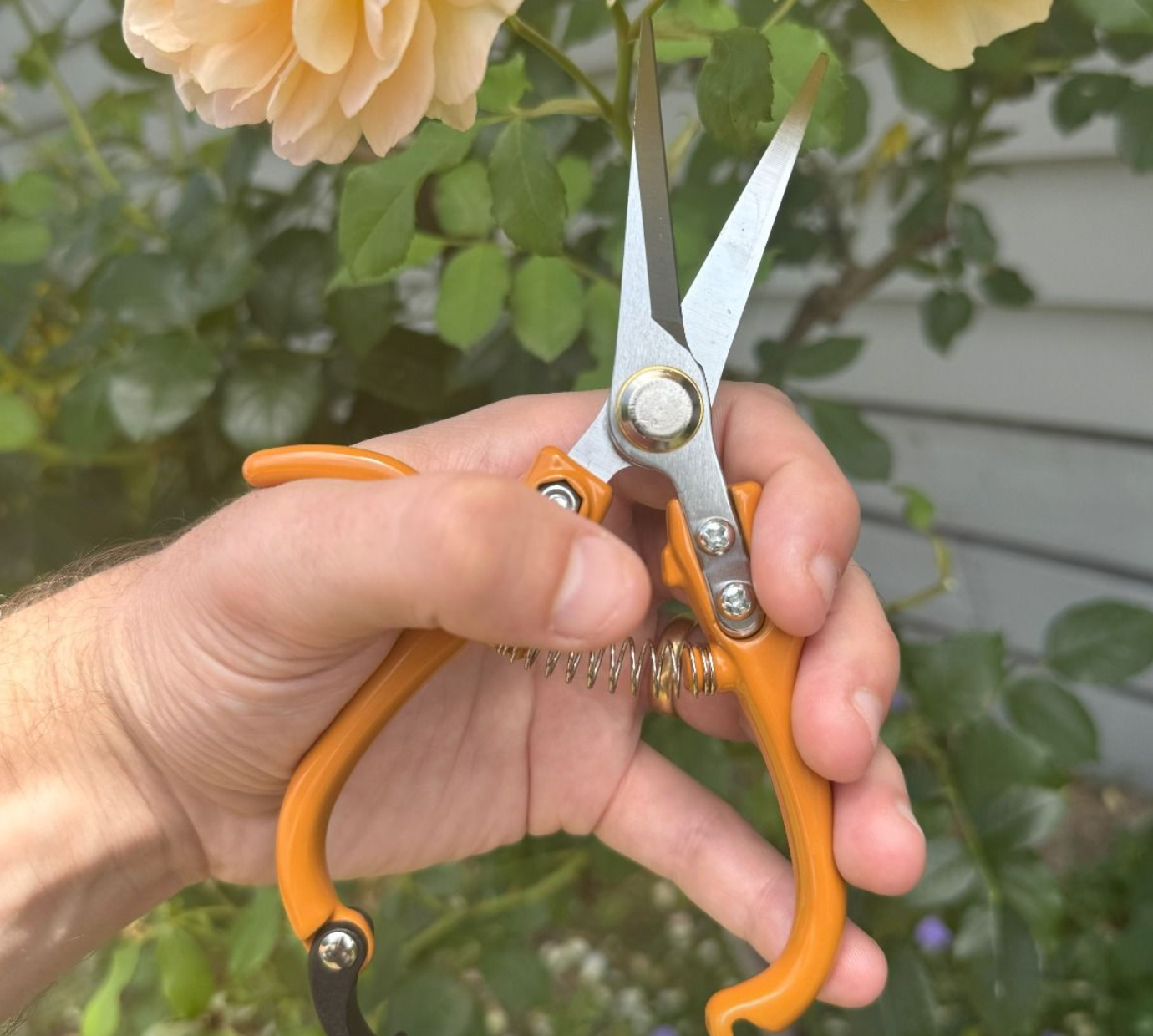 Hand holding orange-handled pruning shears with a blurred garden background