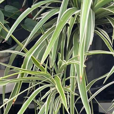 Spider Plant (Chlorophytum comosum)