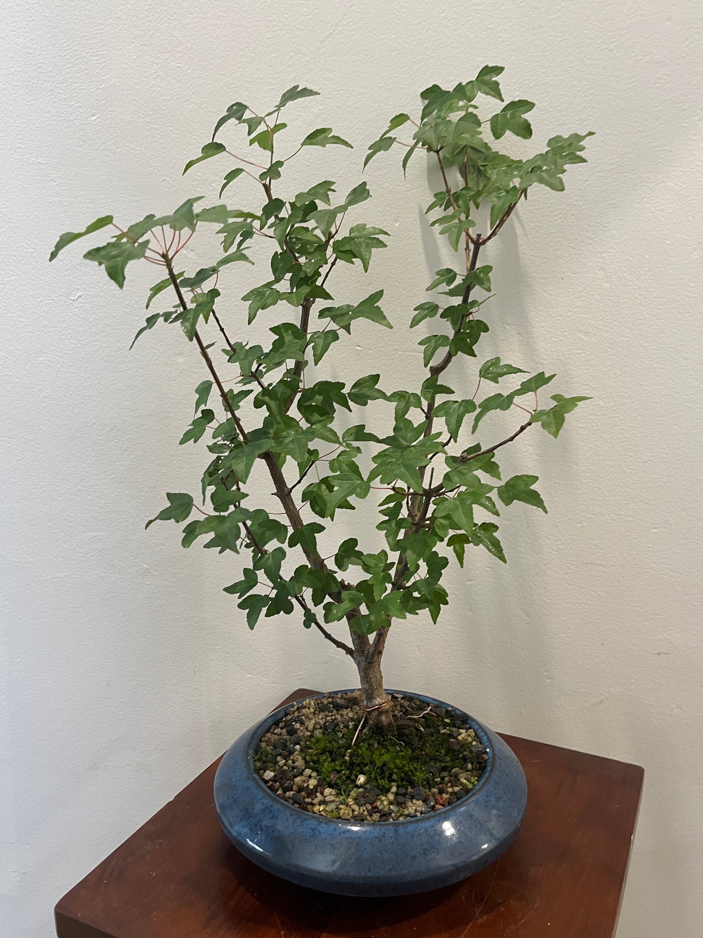 Bonsai on a white surface with a wooden shelf