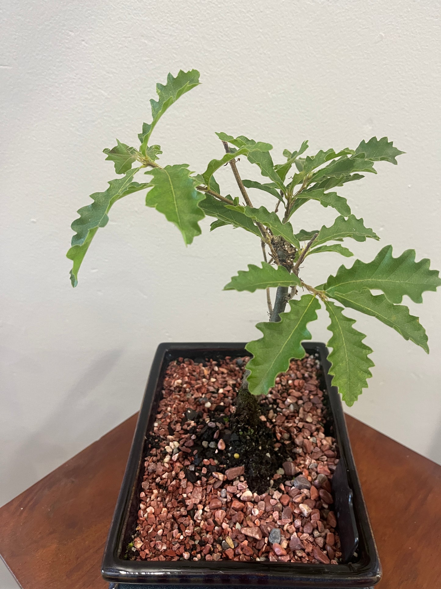 Bonsai - Turkish Oak (Quercus Cerris)
