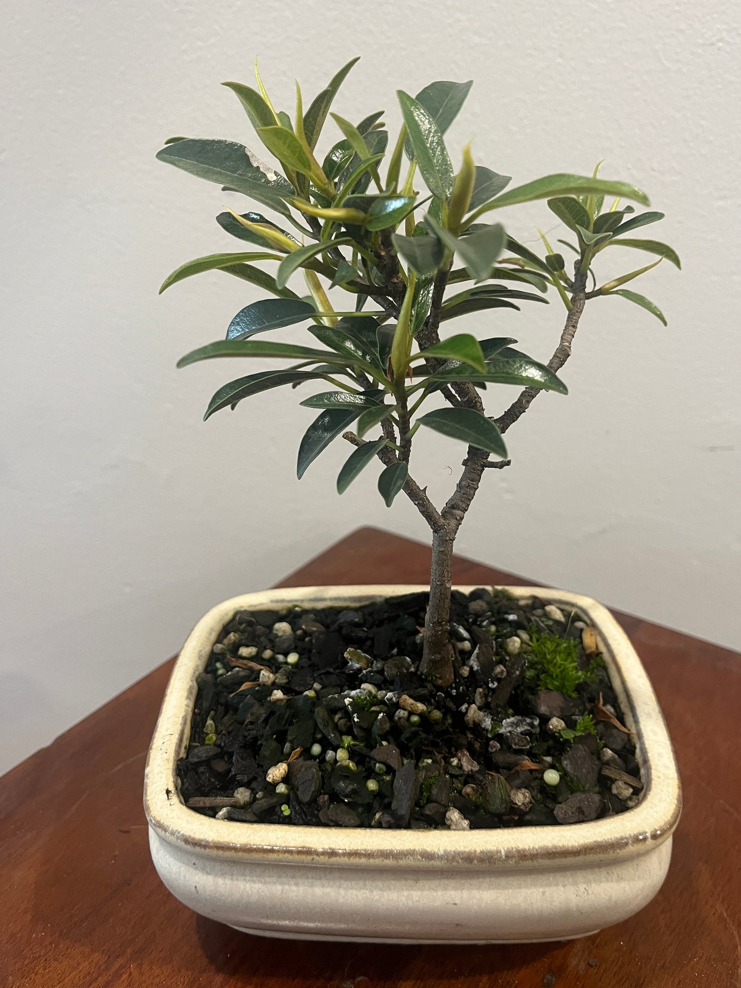 Small potted plant on a wooden surface with a plain background