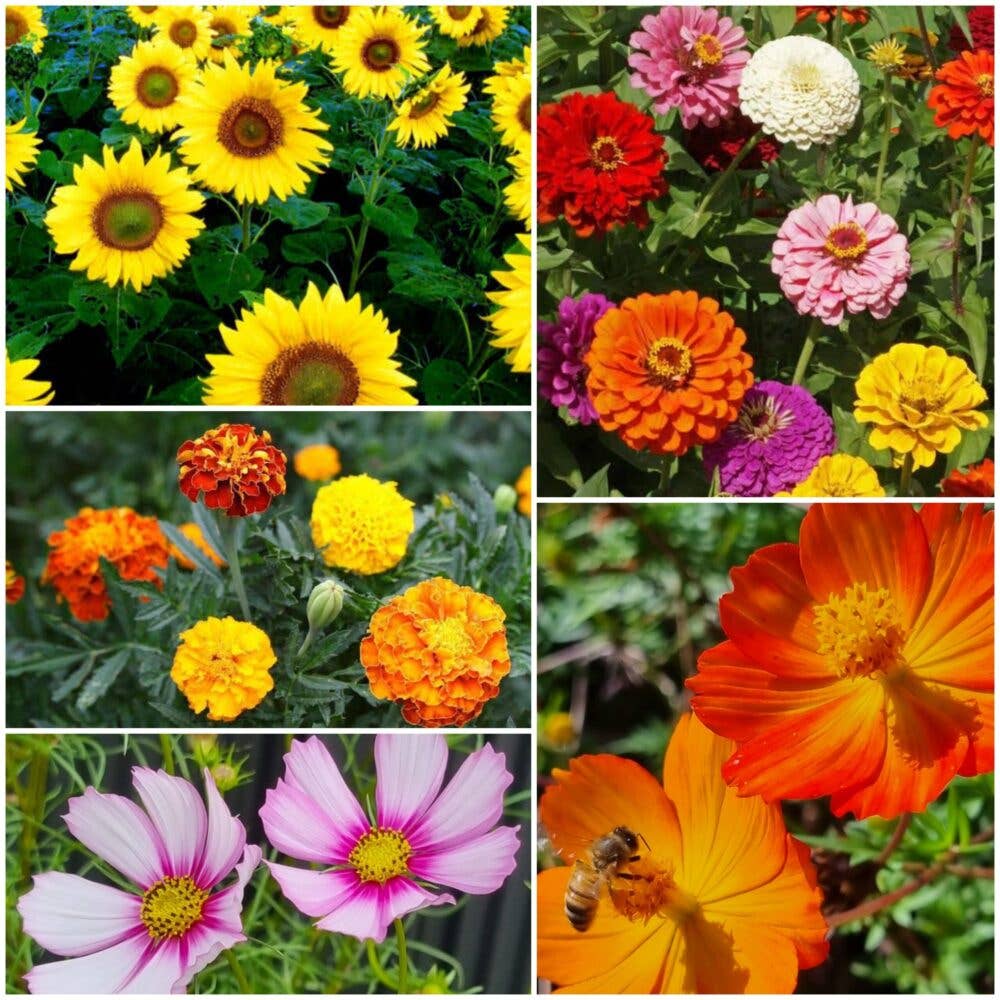 Happy Housewarming - Flower Seeds