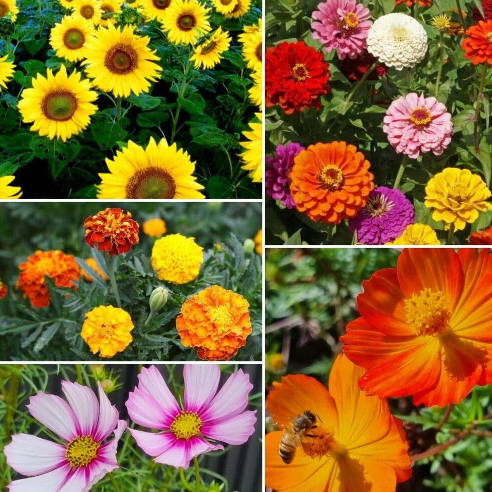 Christmas Tree - Wildflower Seeds