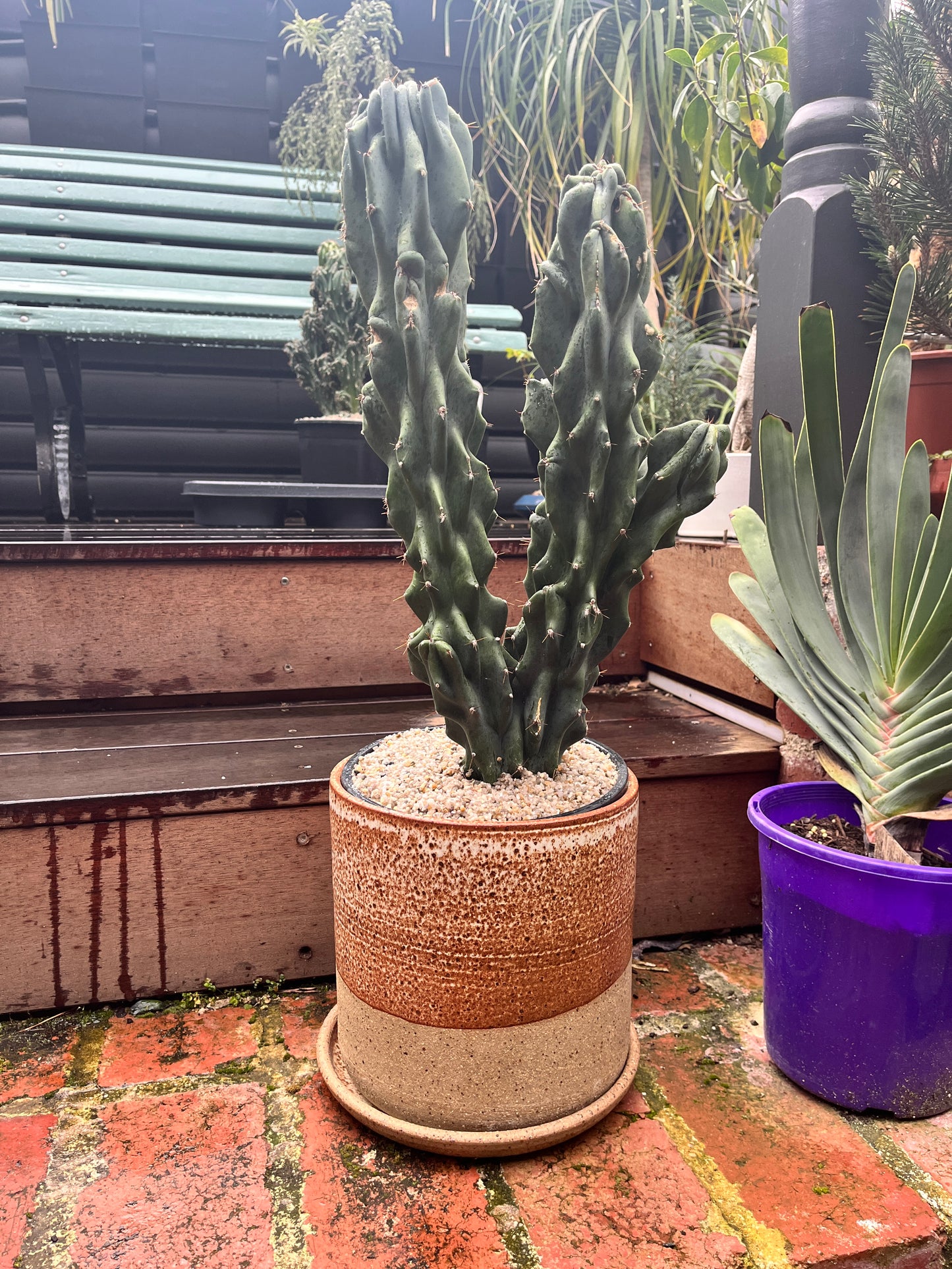 Cereus peruvianus monstrose