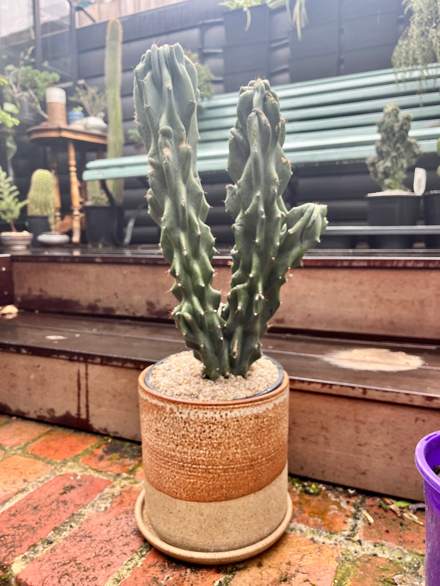 Cereus peruvianus monstrose