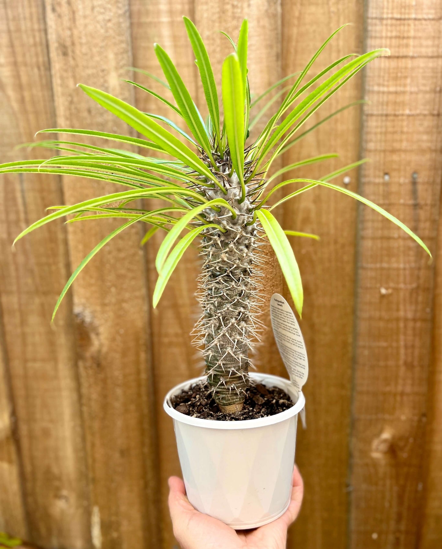 Pachypodium lamerei 'Madagascar Palm'