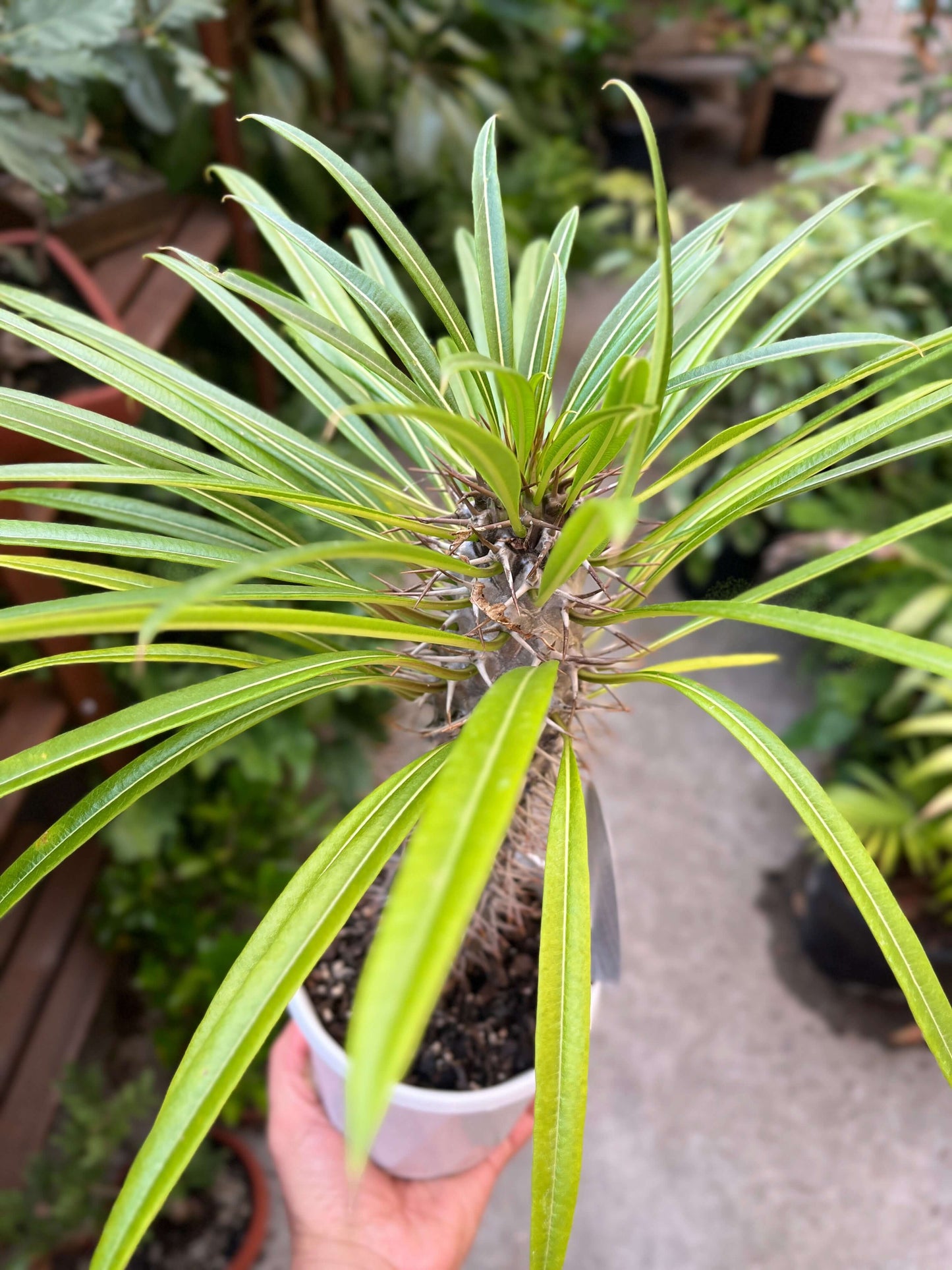 Pachypodium lamerei 'Madagascar Palm'