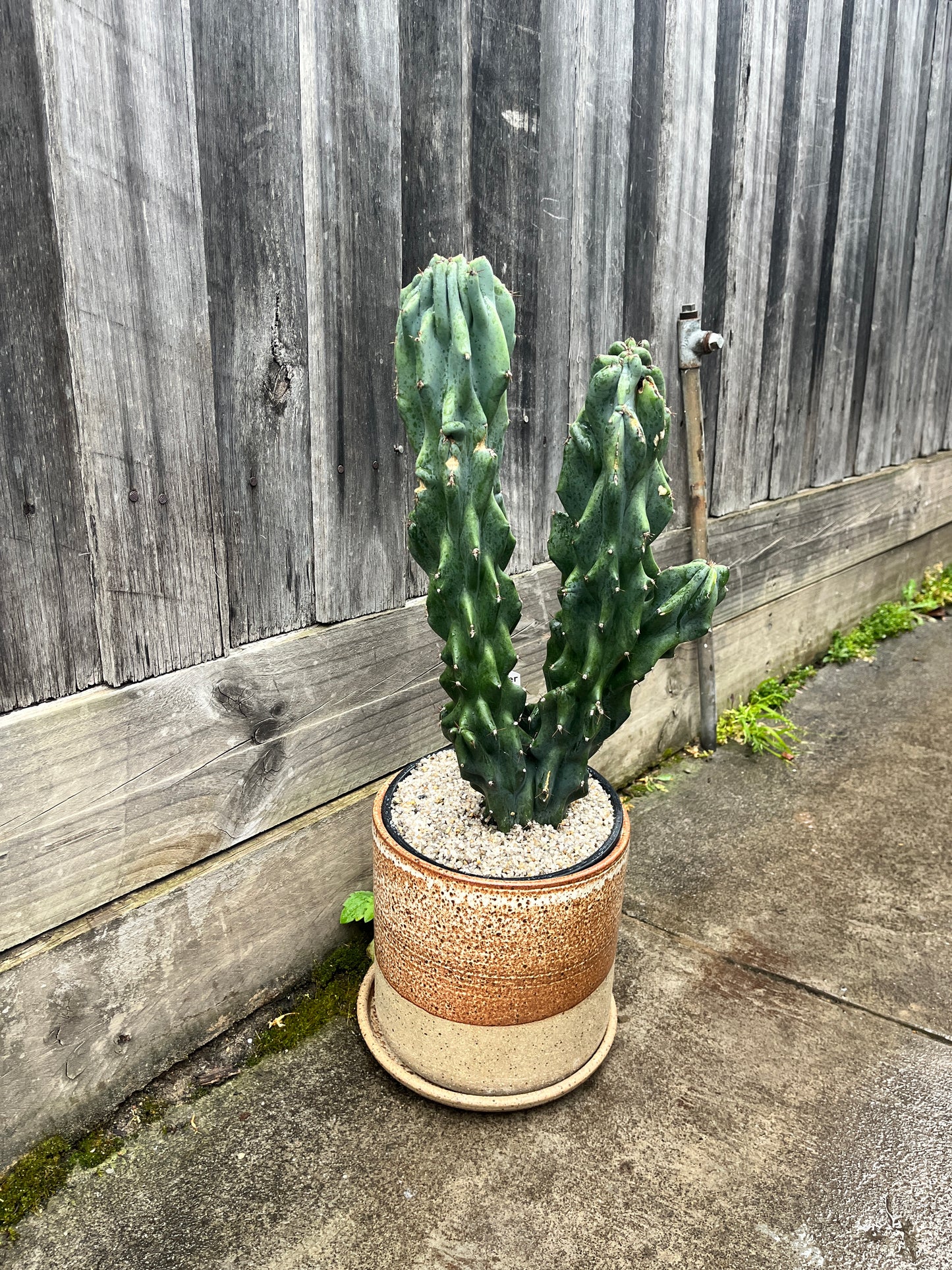 Cereus peruvianus monstrose