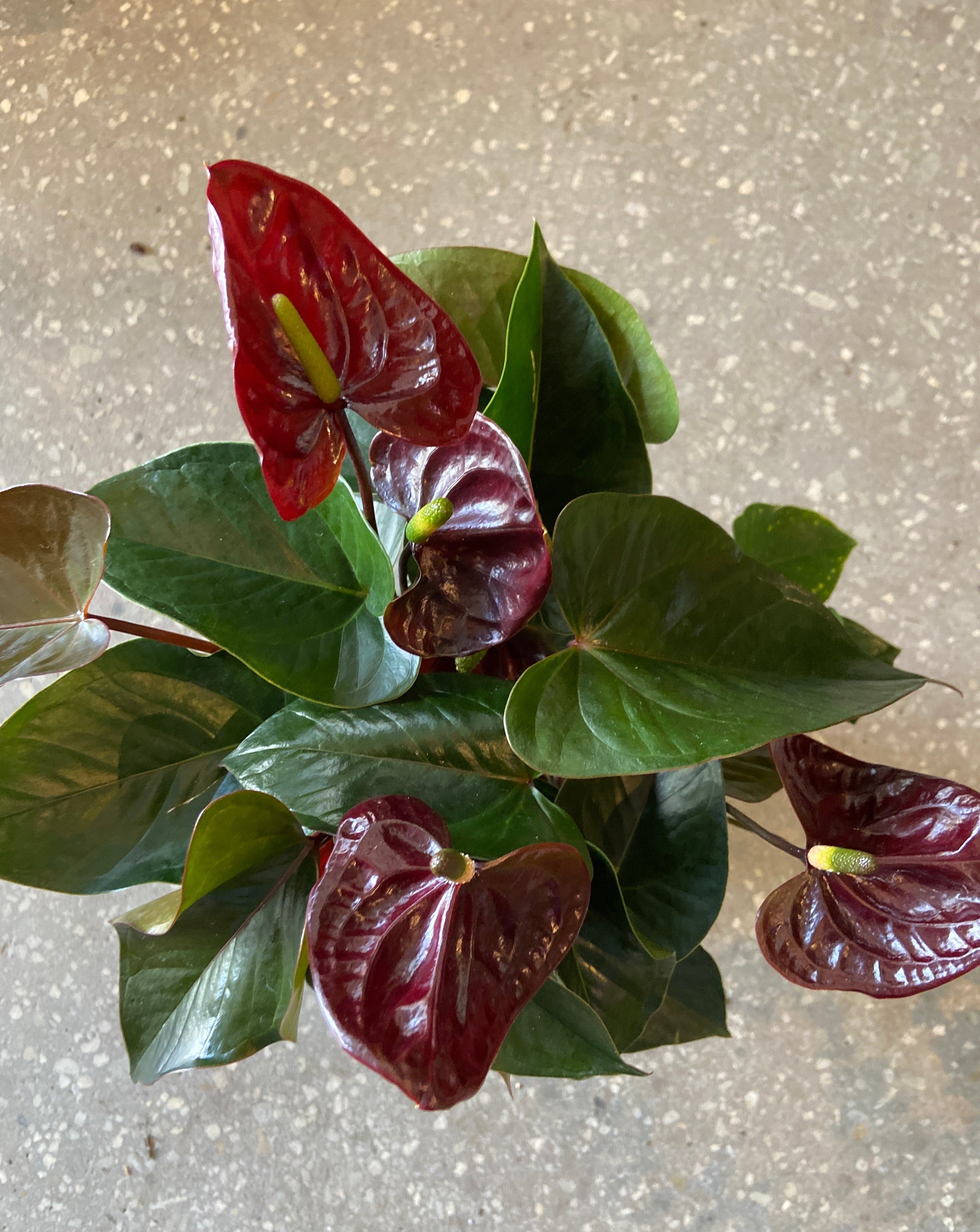 anthurium bordeaux Anthurium 'Burgundy' – Plantonica