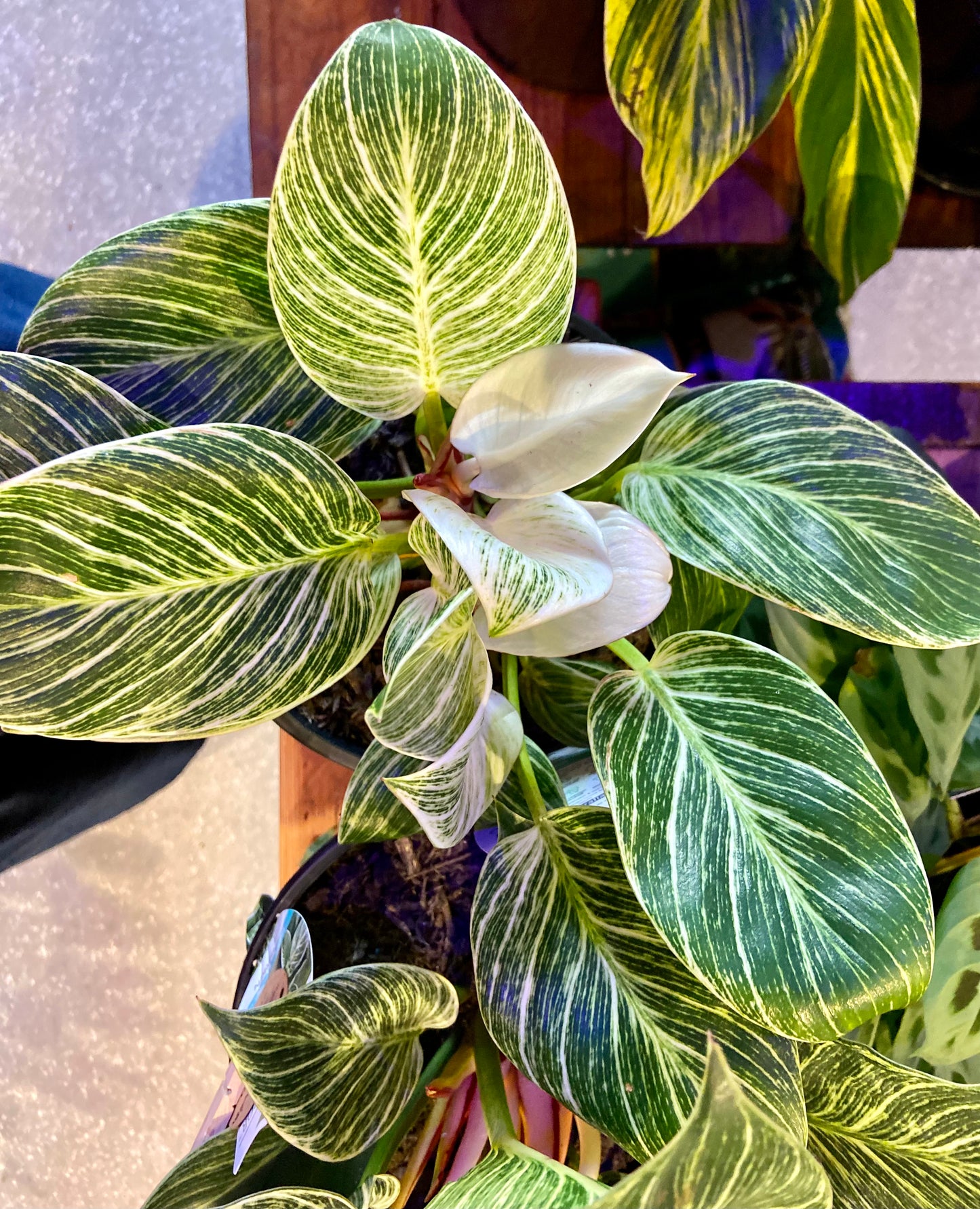 Philodendron 'Birkin'