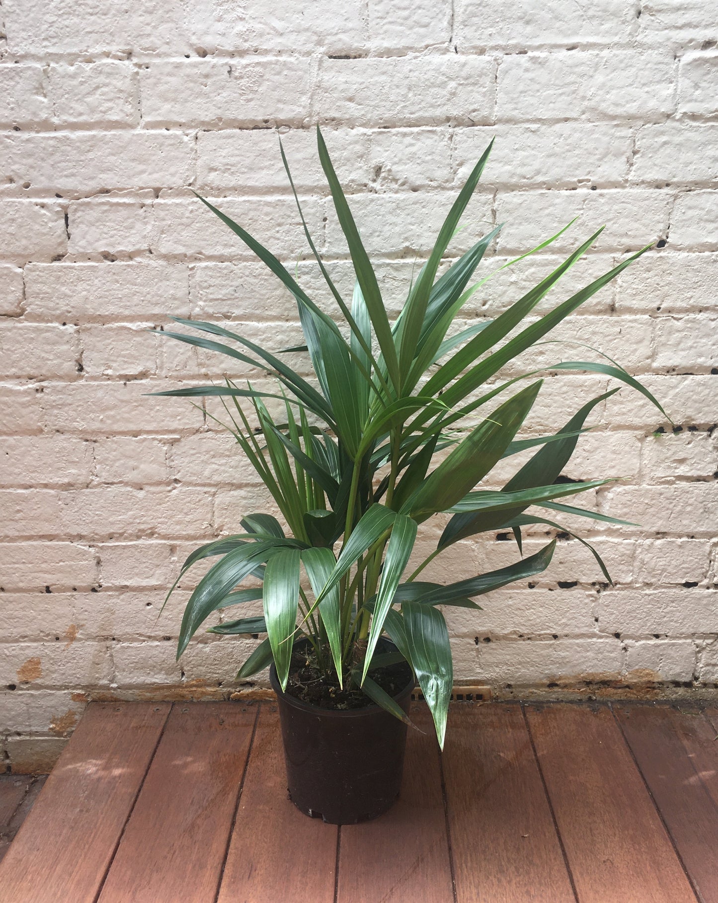 Kentia Palm