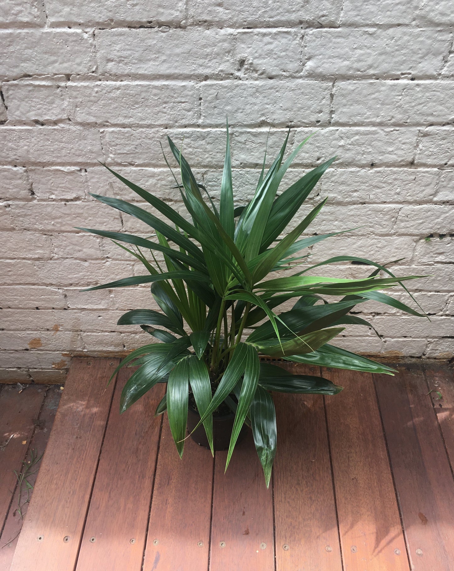 Kentia Palm