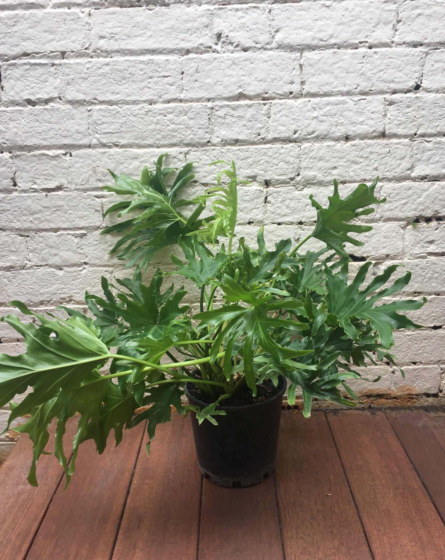 Philodendron Hope