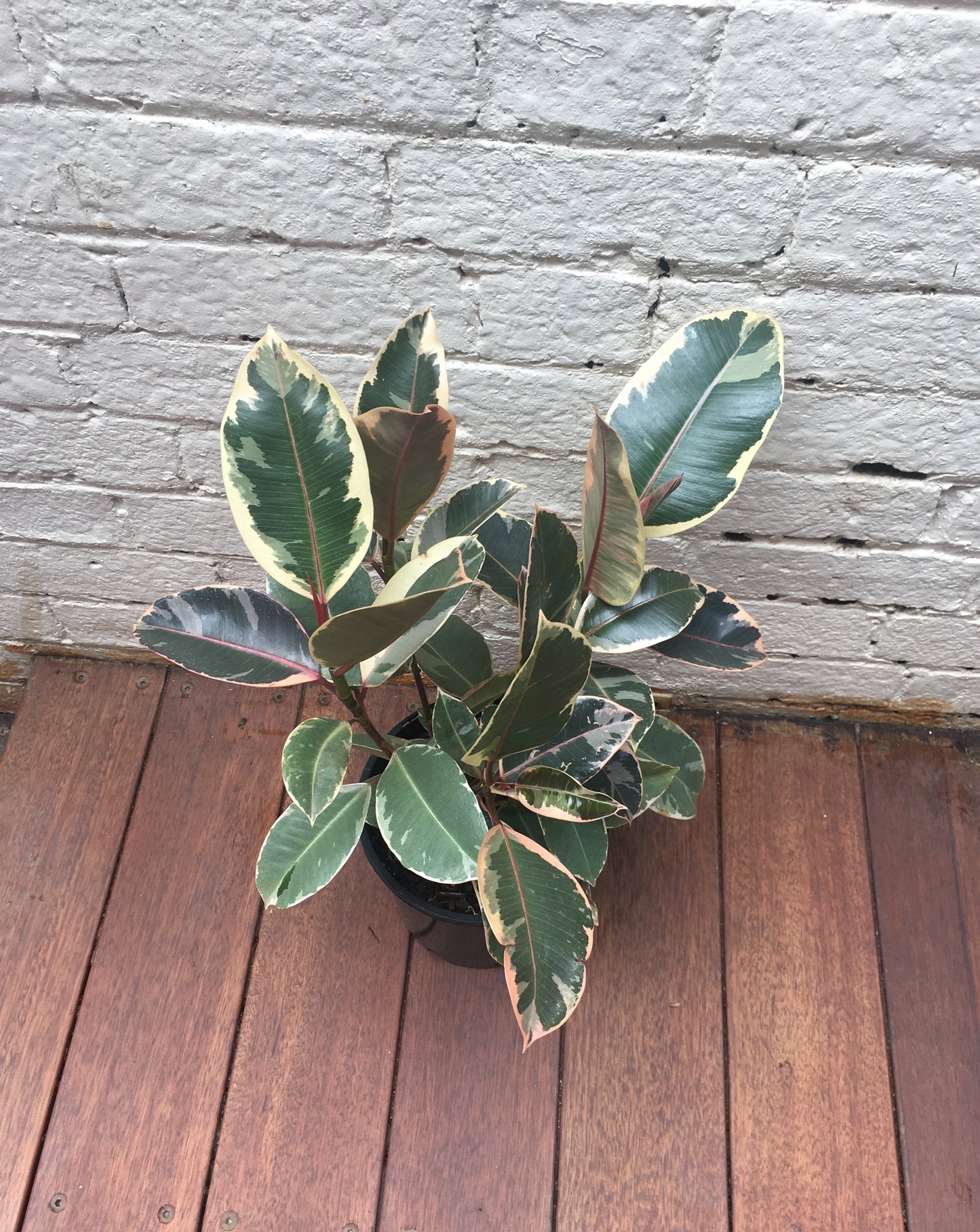 Ficus Elastica 'Tineke' (Rubber plant)