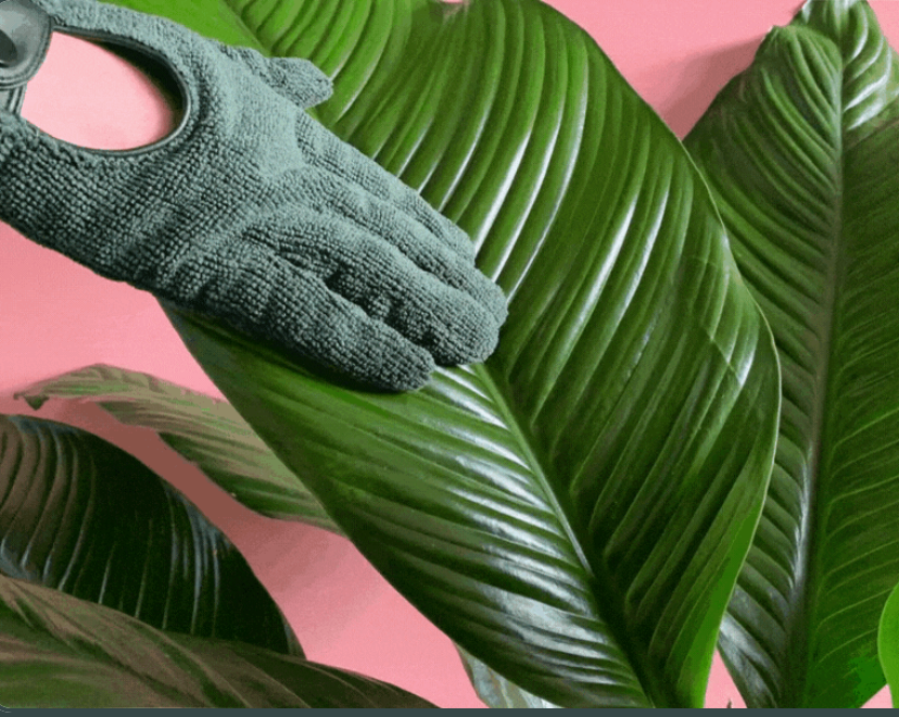 We the Wild Houseplant Leaf Cleaning Gloves