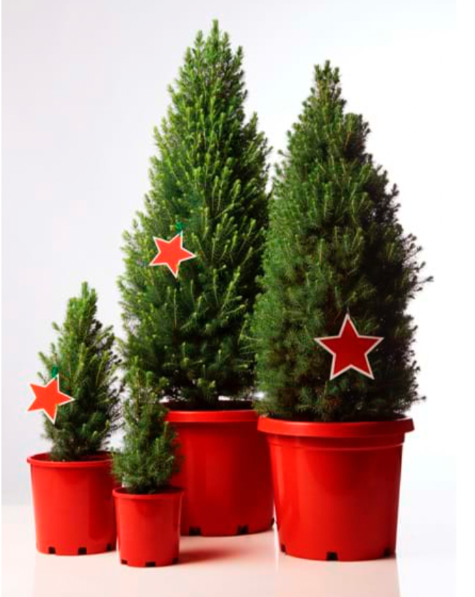 Picea glauca 'Christmas Star'