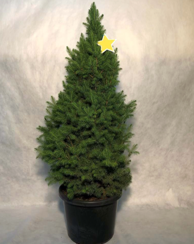 Picea glauca 'Super Star'