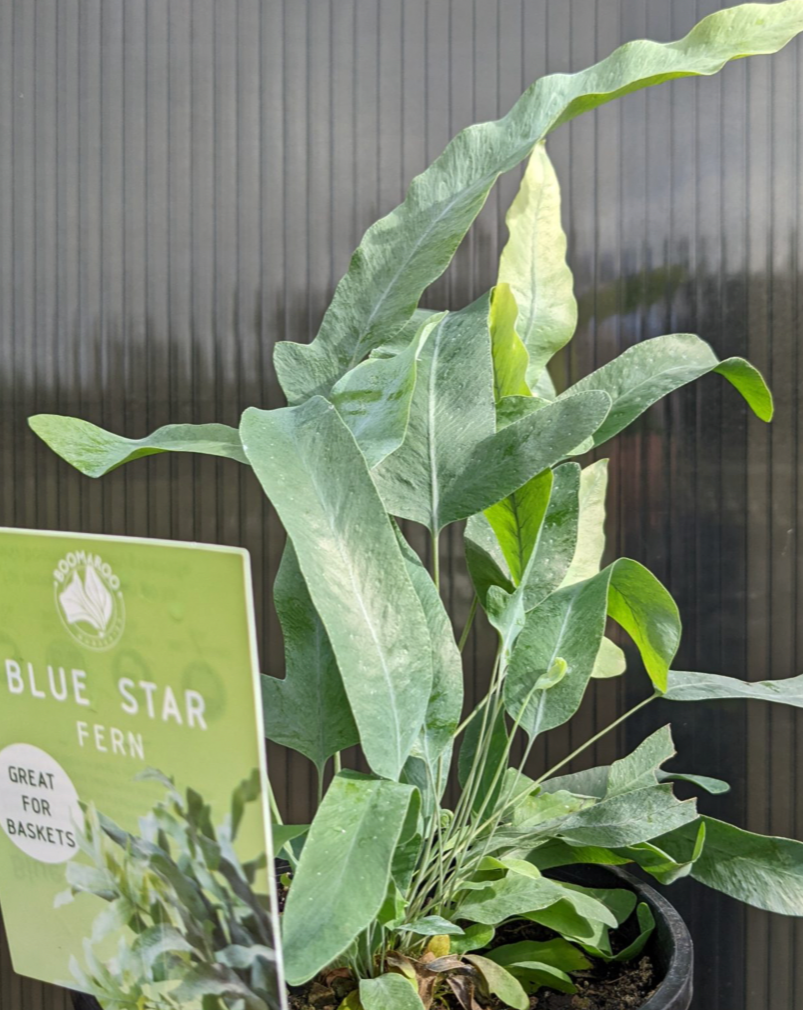 Phlebodium aureus (Blue Star Fern)