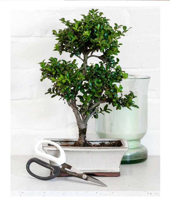 Japanese Pruning Scissors