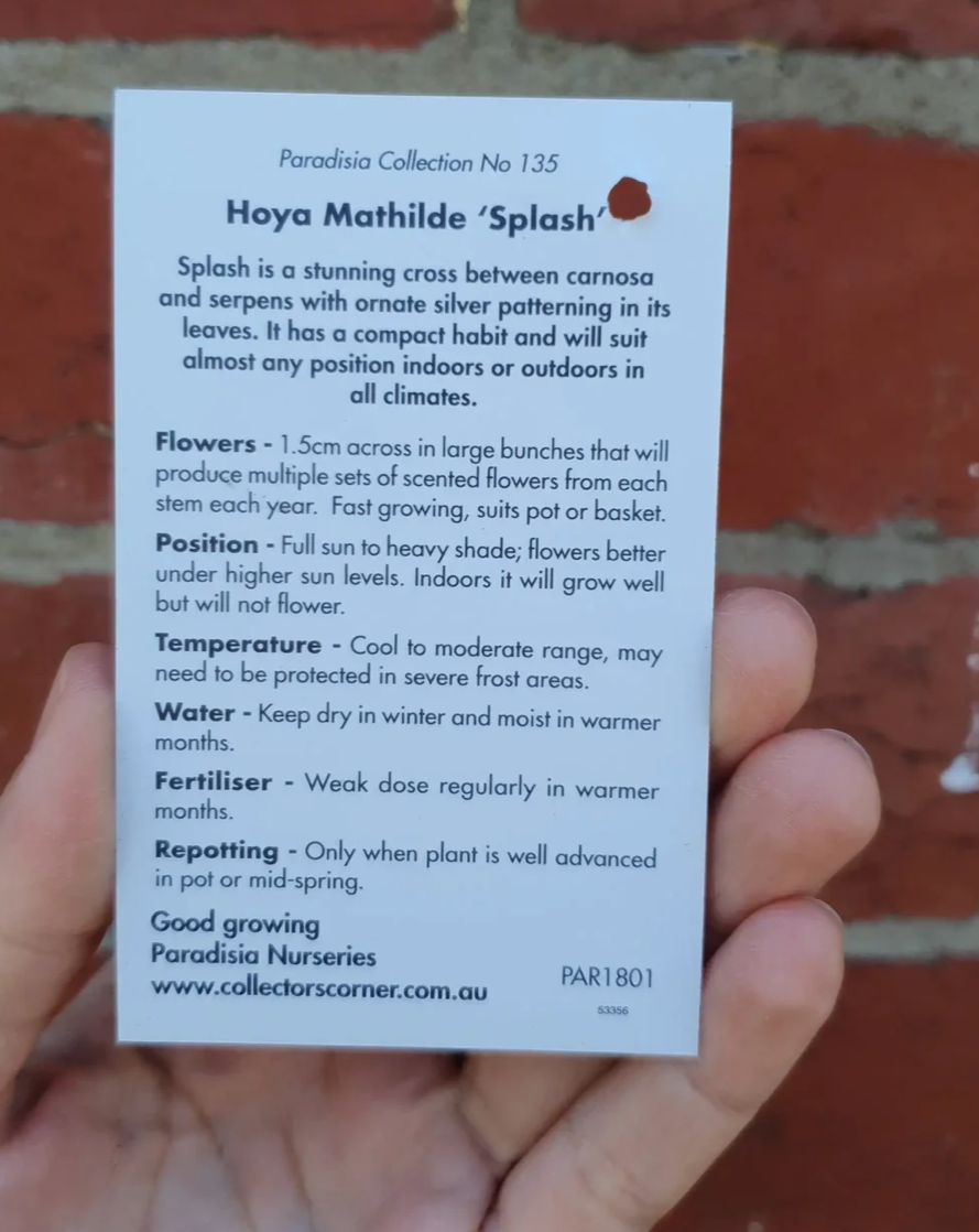 Hoya Mathilde Splash