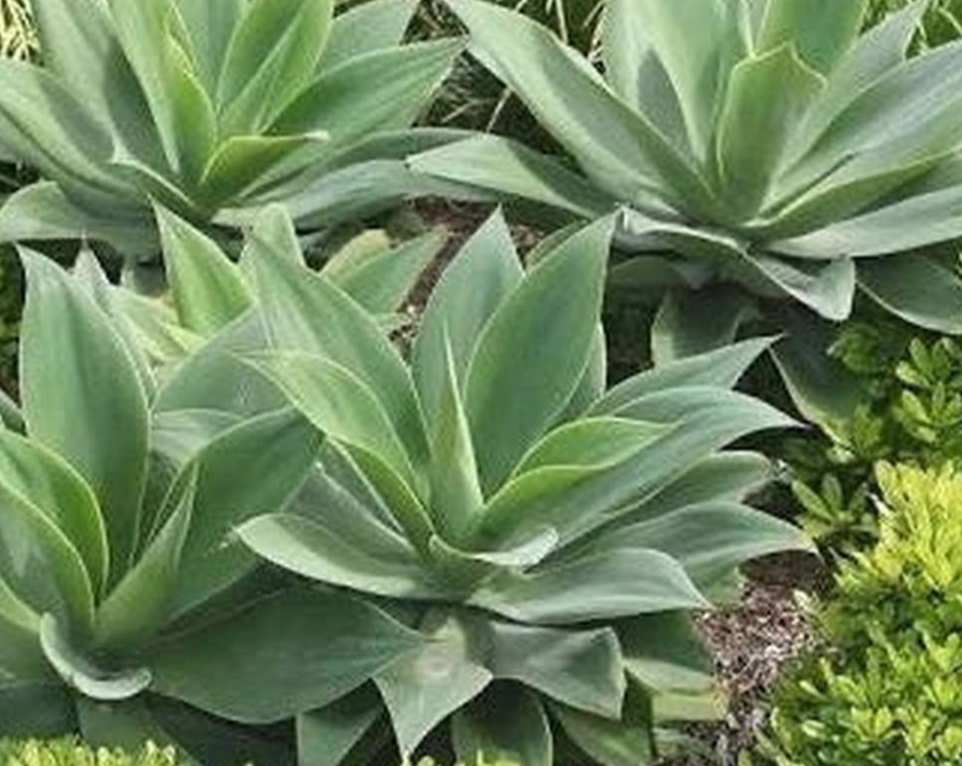 Agave attenuata