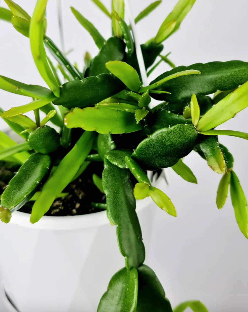 Rhipsalis micrantha 'Mistletoe Cactus' c.18