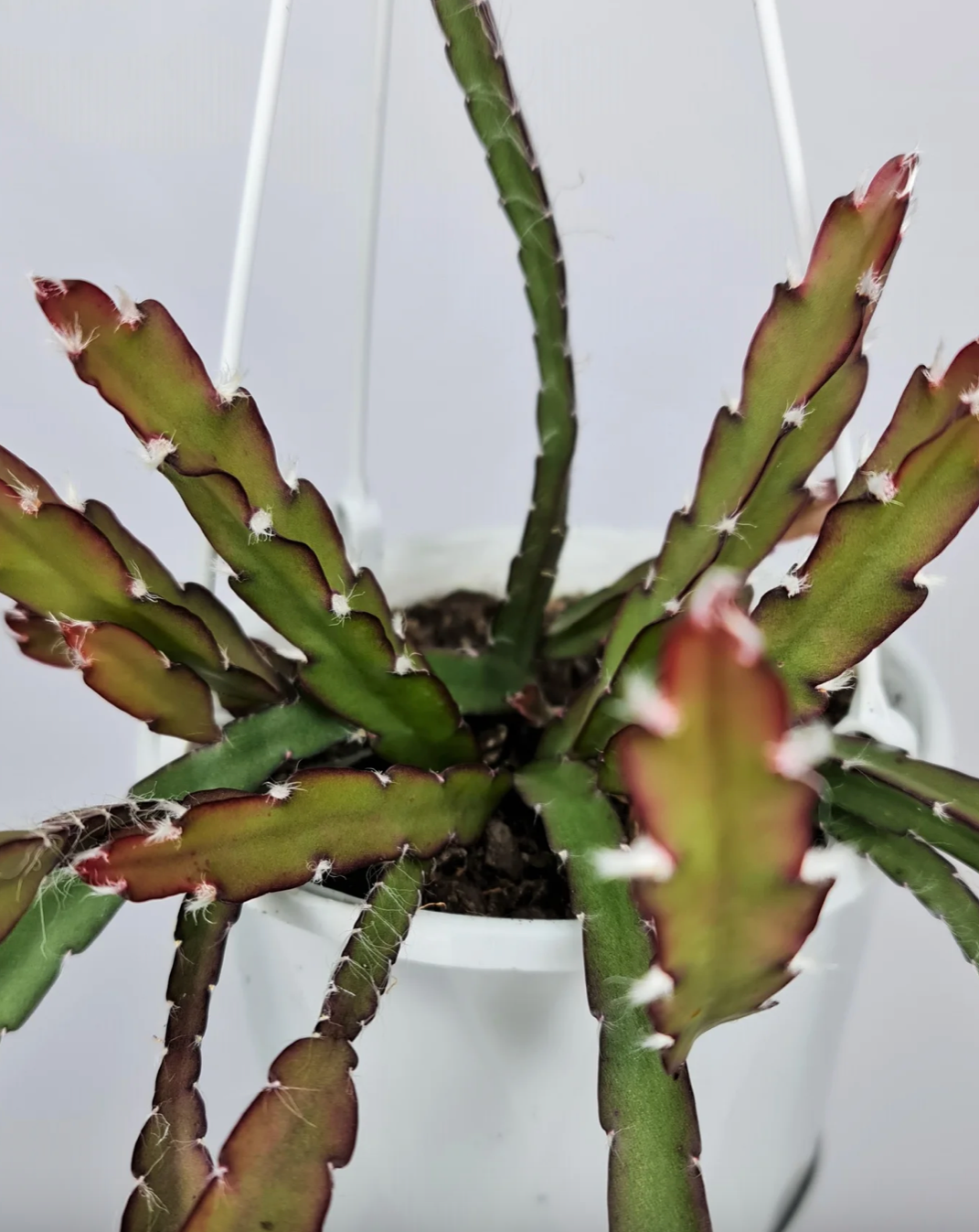 Rhipsalis Lepismium cruciforme 'Mistletoe Cactus' c.07