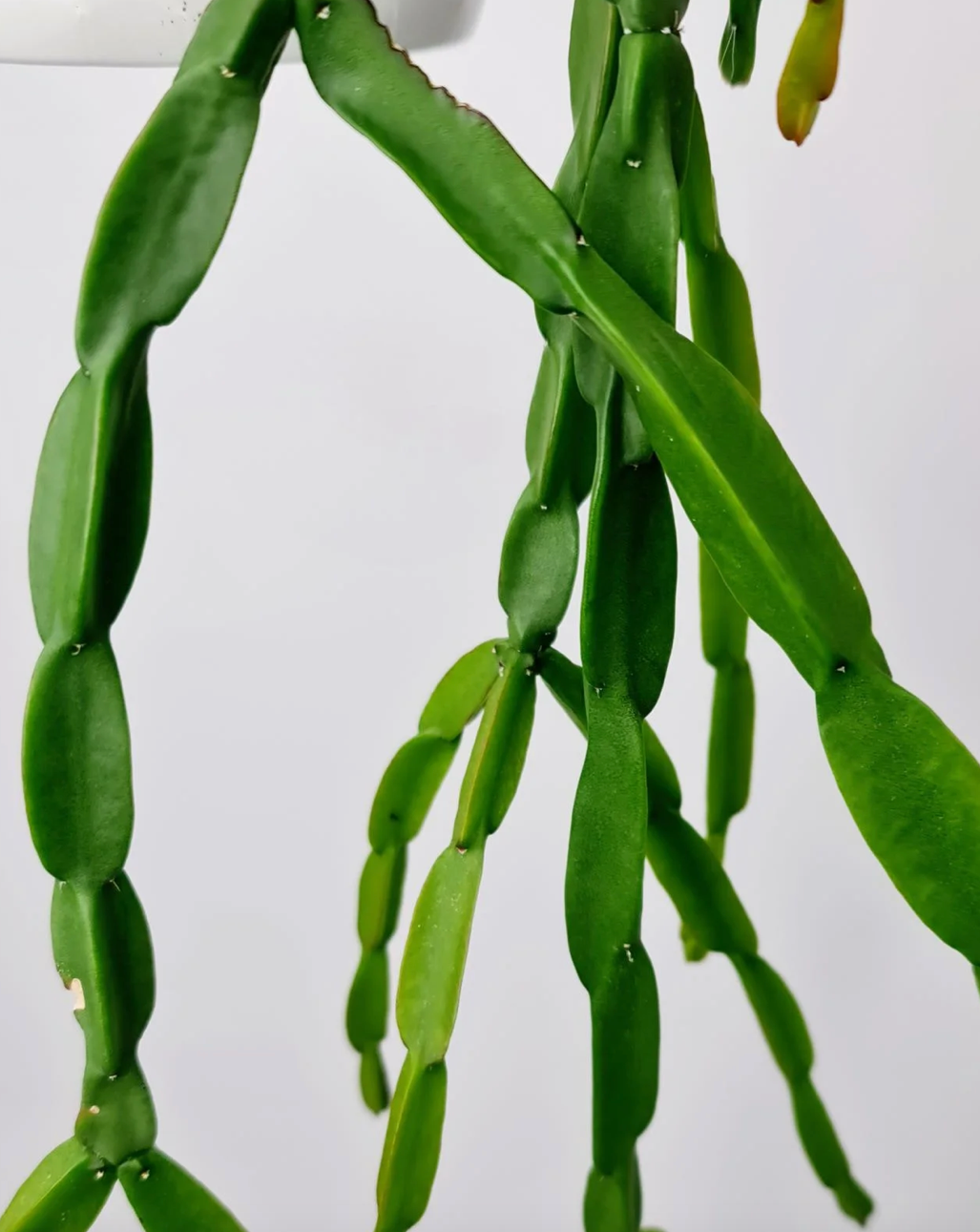 Rhipsalis paradoxa 'Mistletoe Cactus' c.21