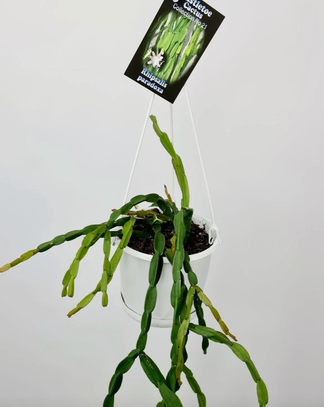 Rhipsalis paradoxa 'Mistletoe Cactus' c.21