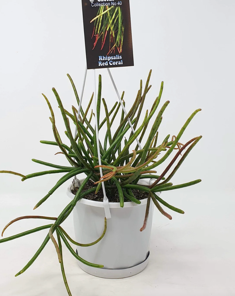 Rhipsalis Red Coral c.40
