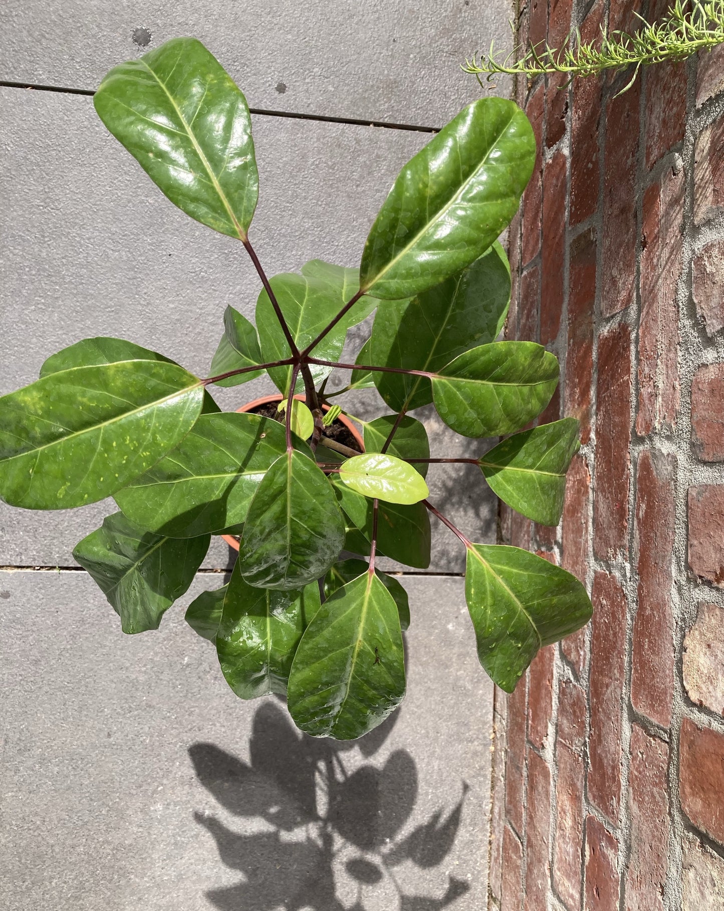 Schefflera amata (Umbrella Tree)