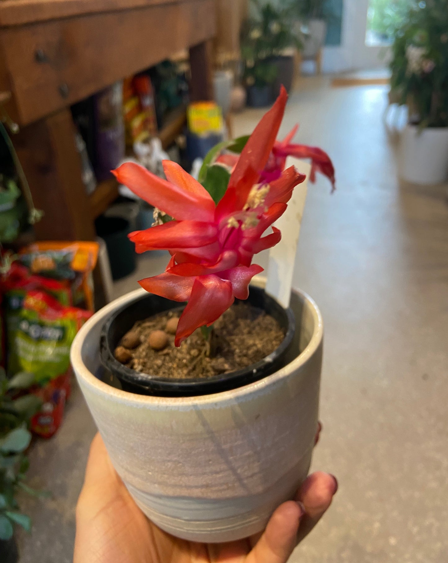 Zygocactus (Schlumbergera truncata)