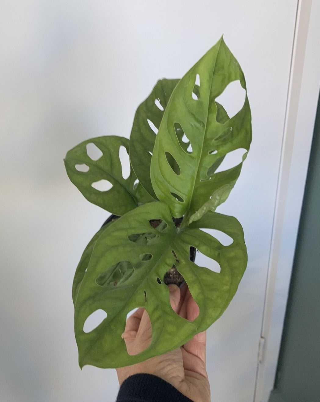 Monstera adansonii 'Monkey Mask'