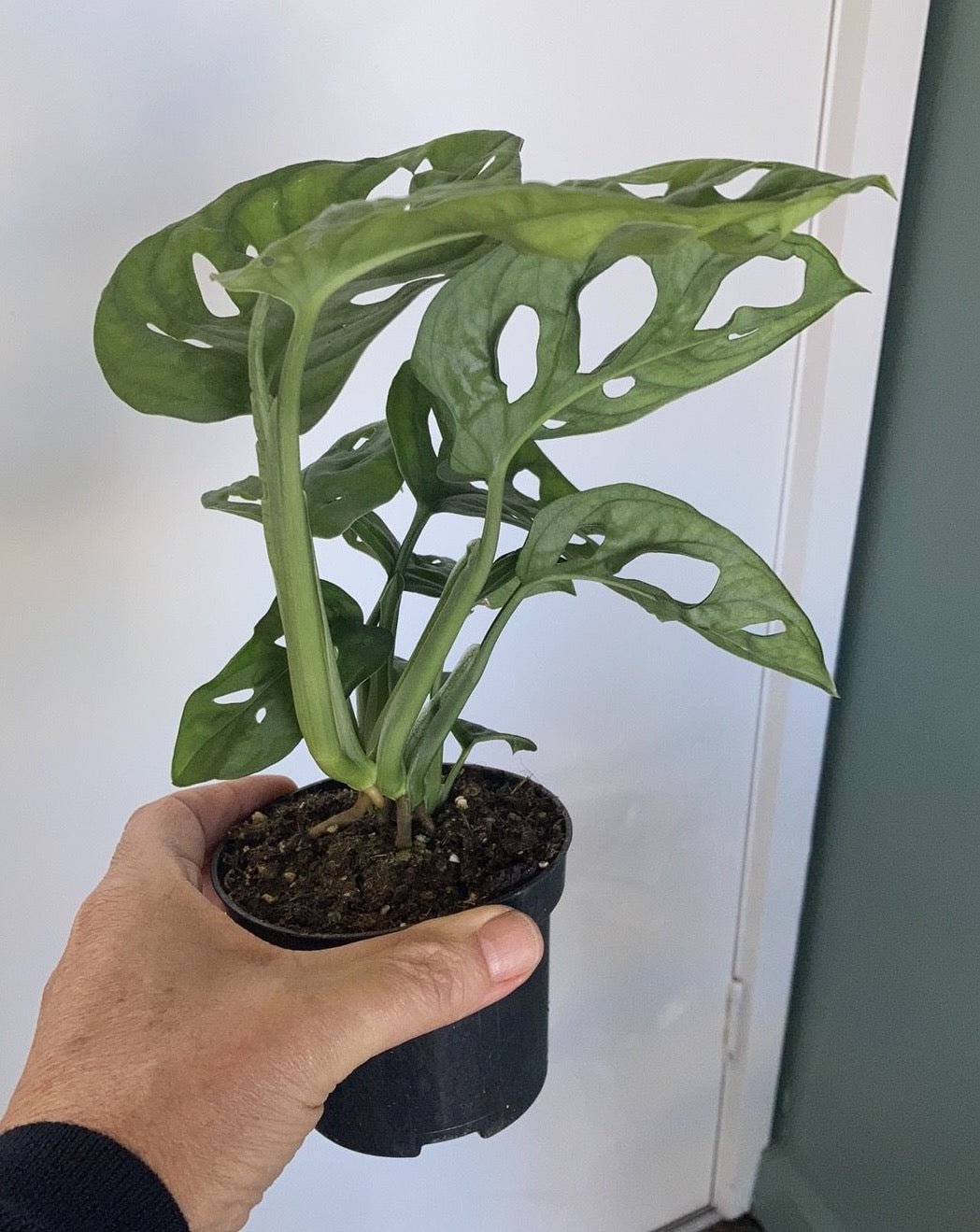 Monstera adansonii 'Monkey Mask'