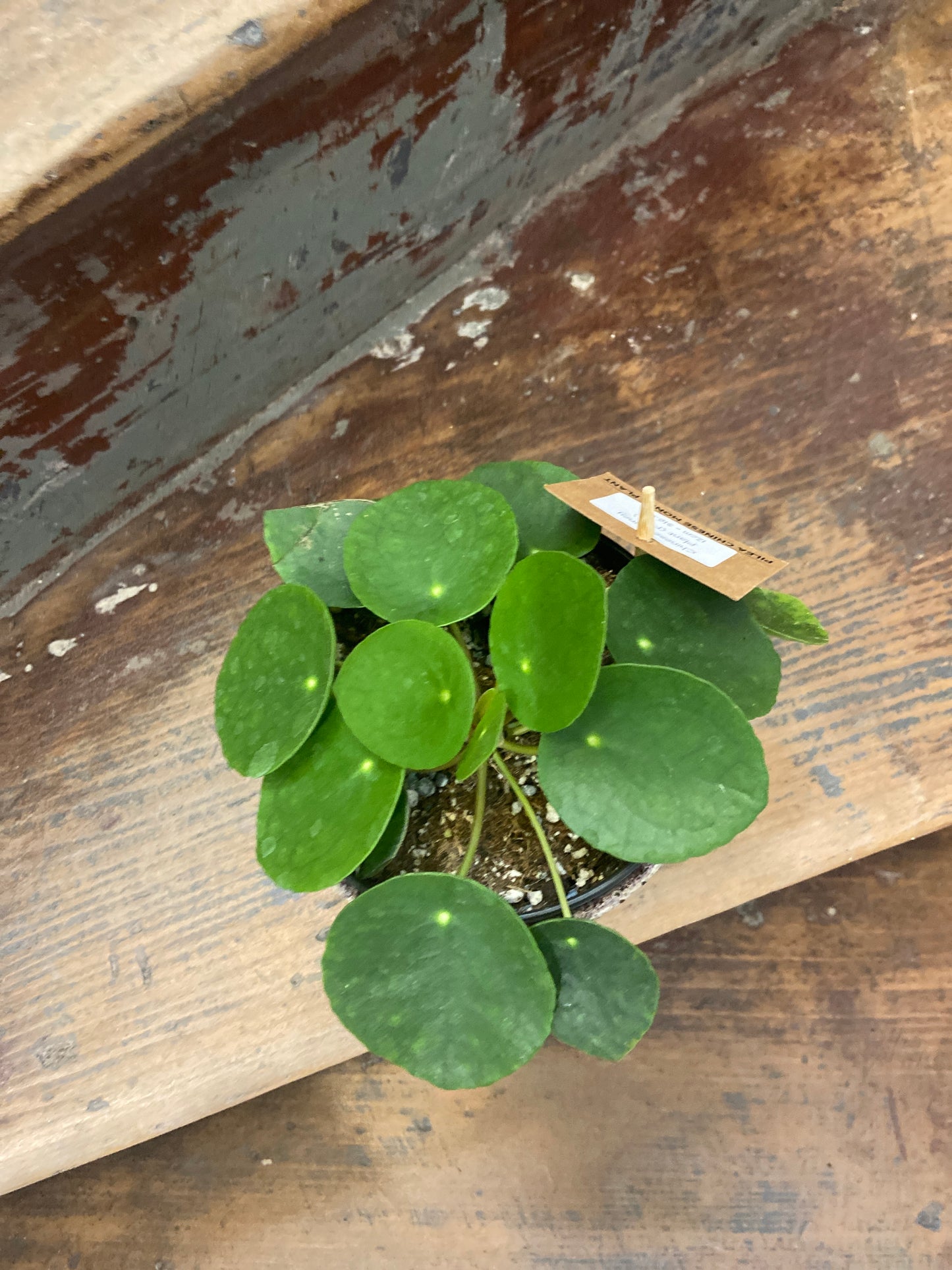 Chinese Money Plant (Pilea peperomioides)