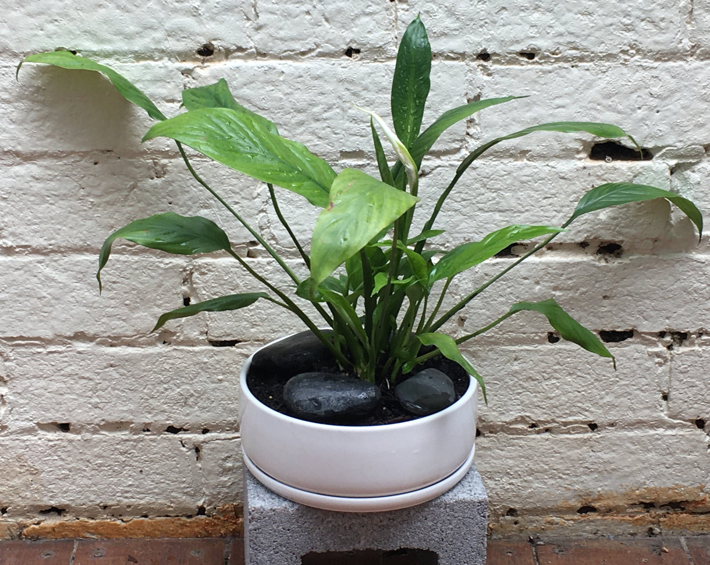 Medium planters - various plants