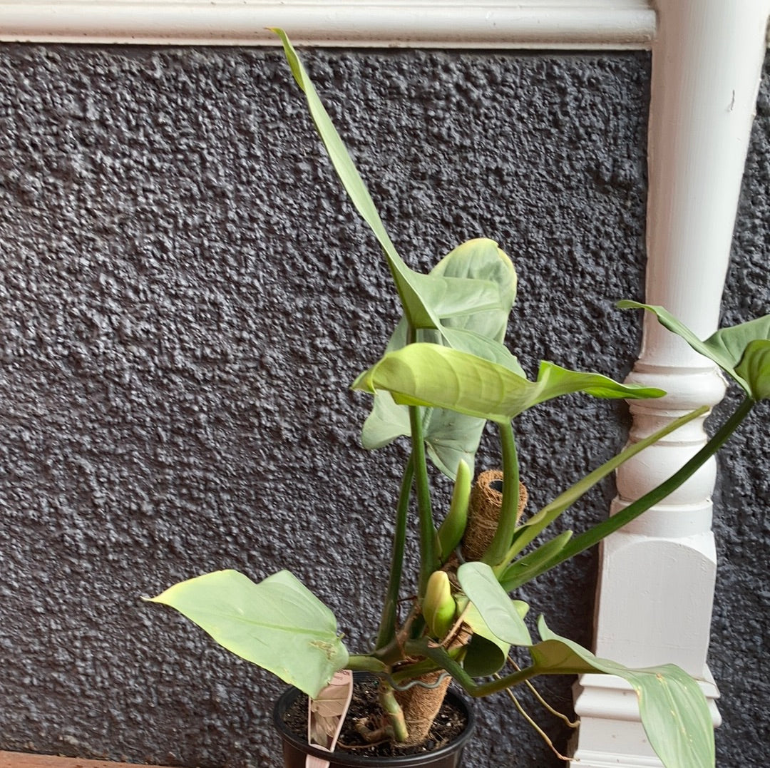 Philodendron Silver Sword