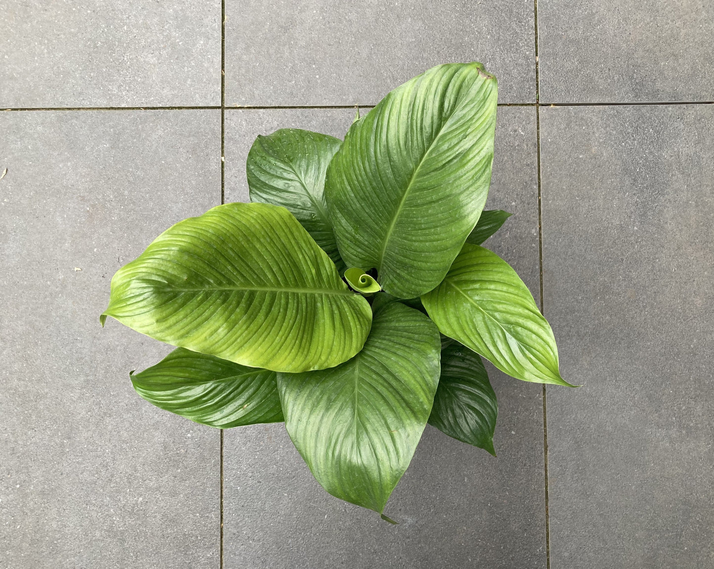 Spathiphyllum 'Peace Lily'