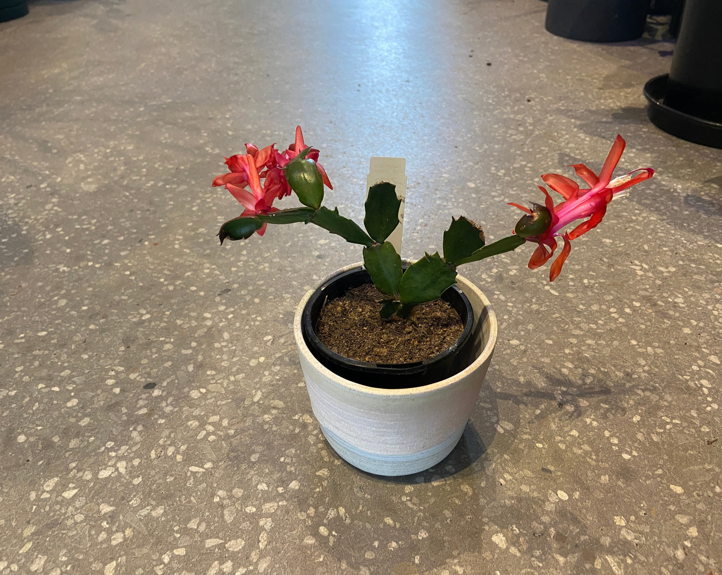 Zygocactus (Schlumbergera truncata)
