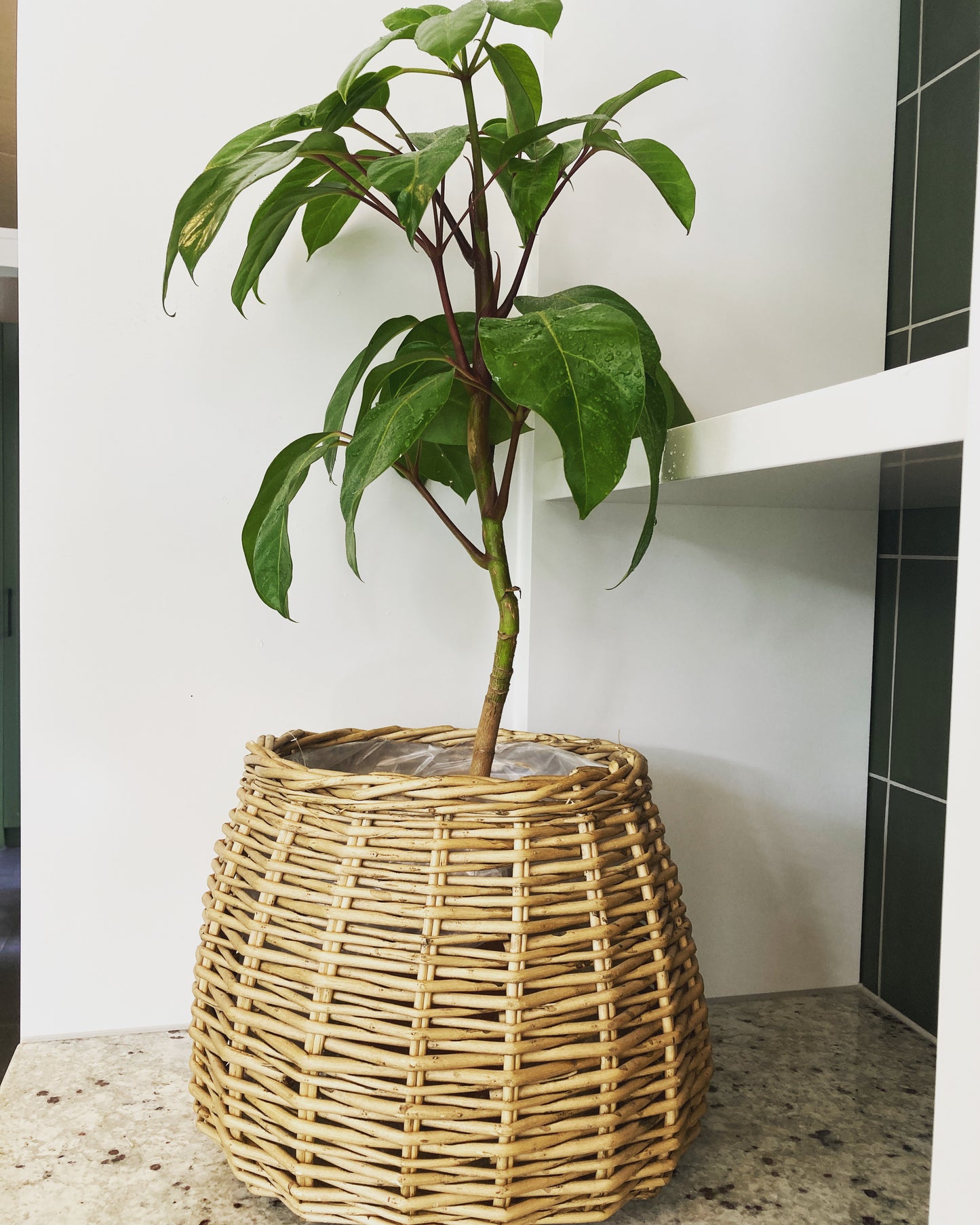 Schefflera amata (Umbrella Tree)