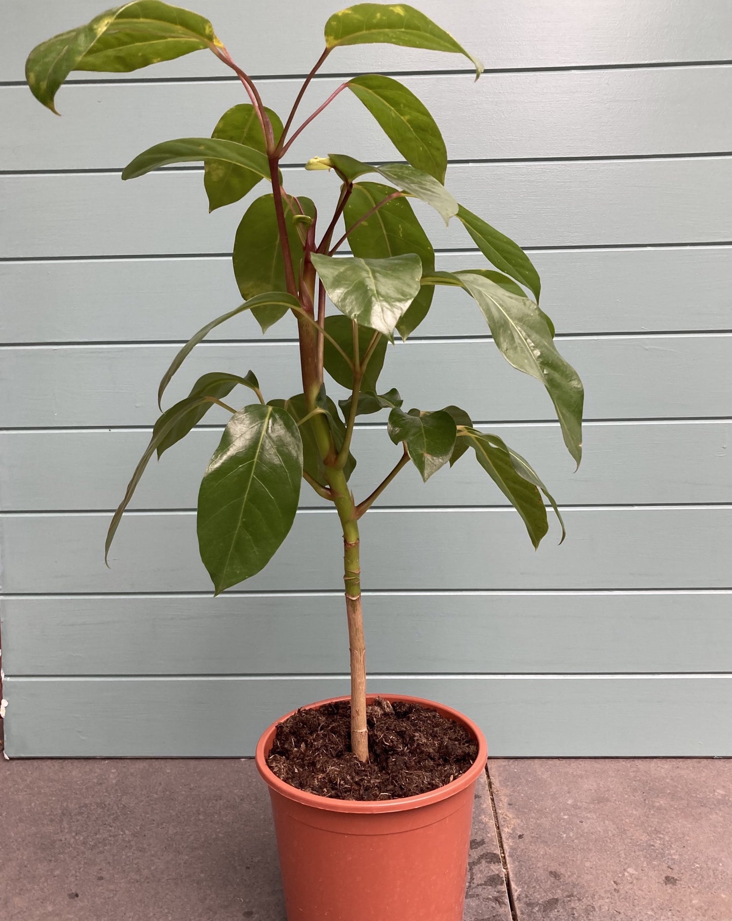 Schefflera amata (Umbrella Tree)