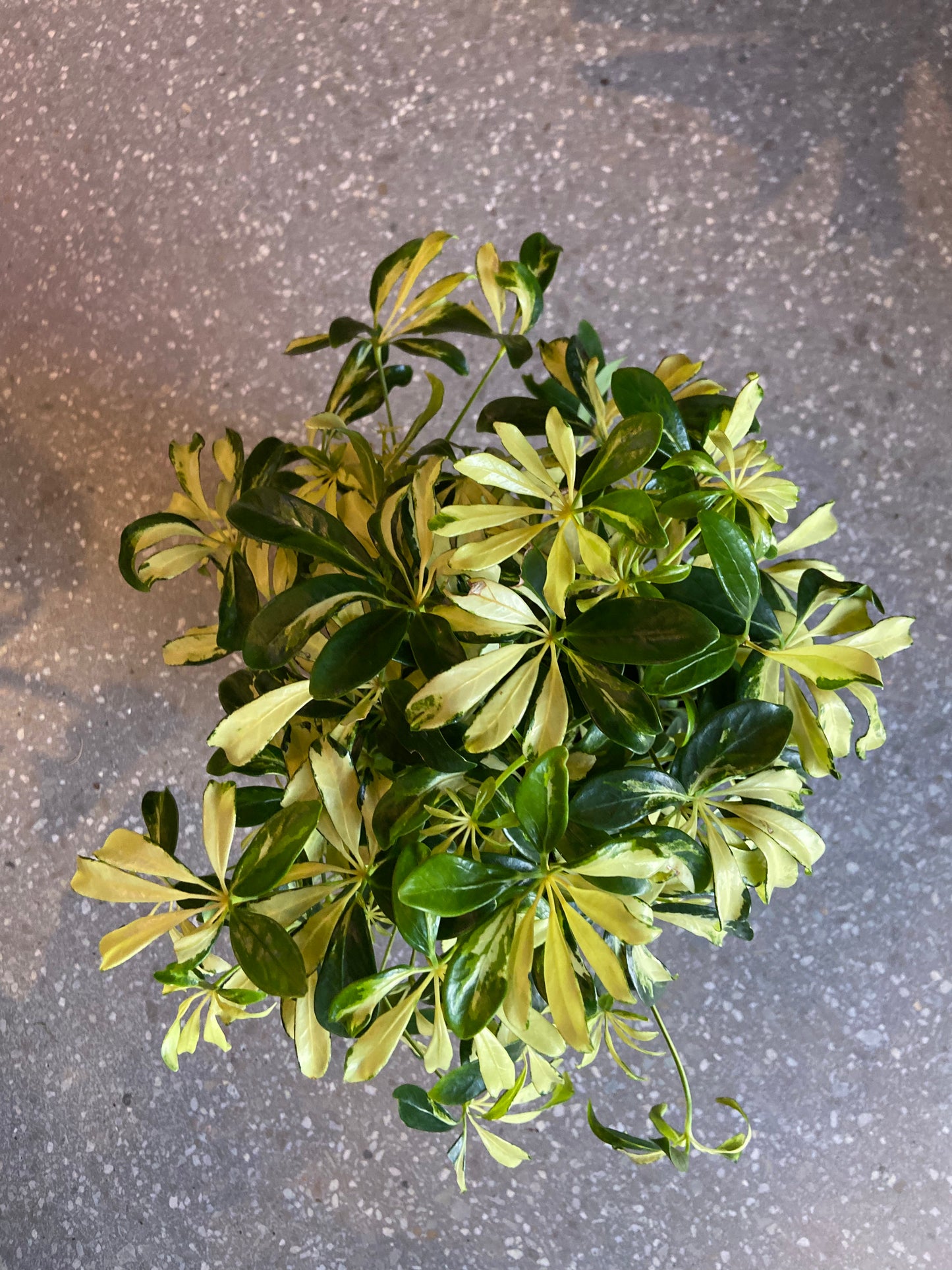 Schefflera arboricola madam (Dwarf Umbrella Tree)