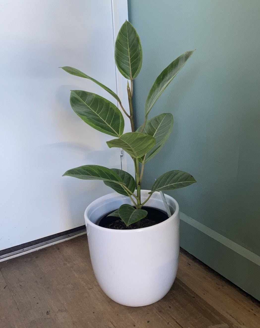 ficus audrey australia Ficus benghalensis 'Audrey' – Plantonica