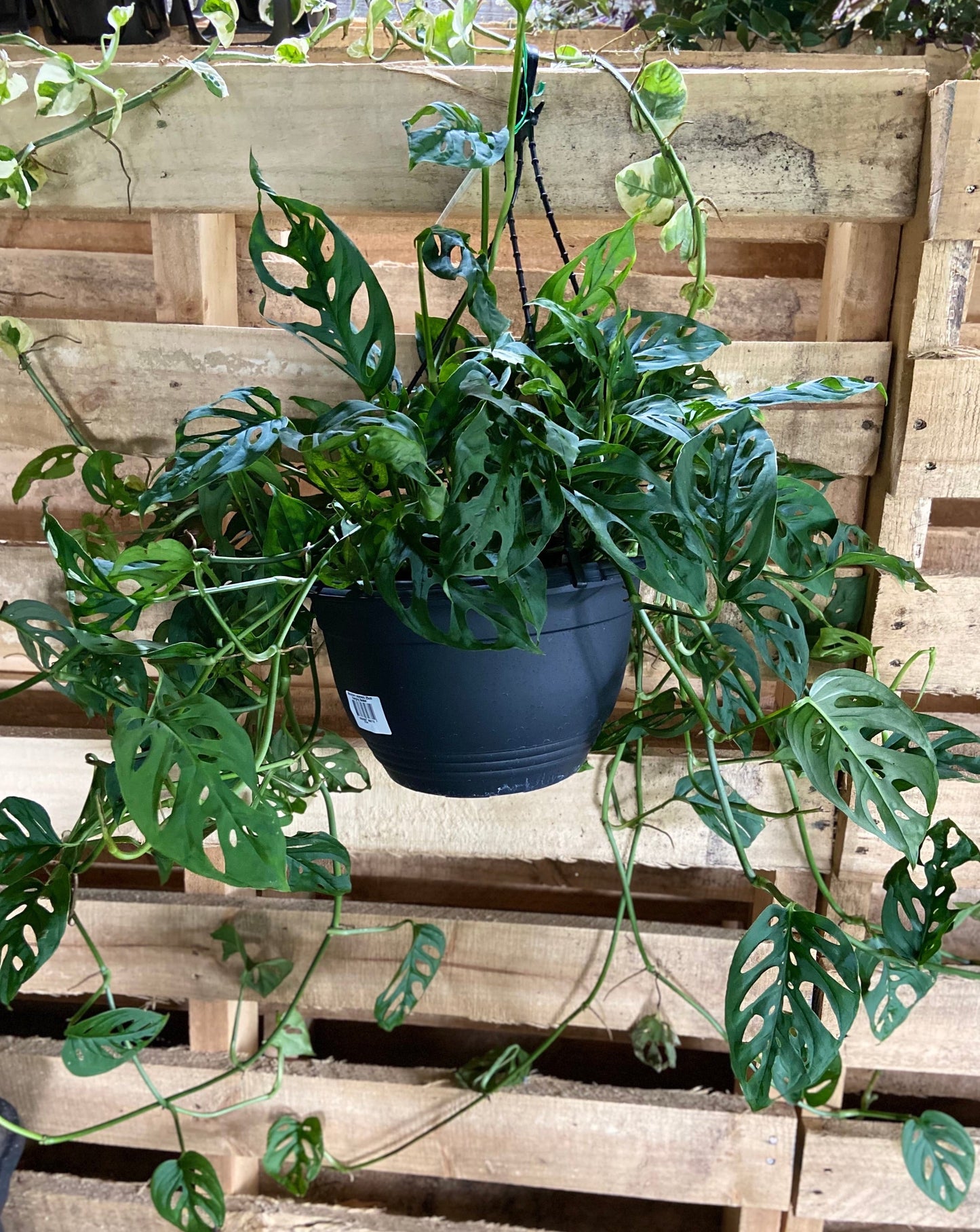 Monstera adansonii 'Monkey Mask'