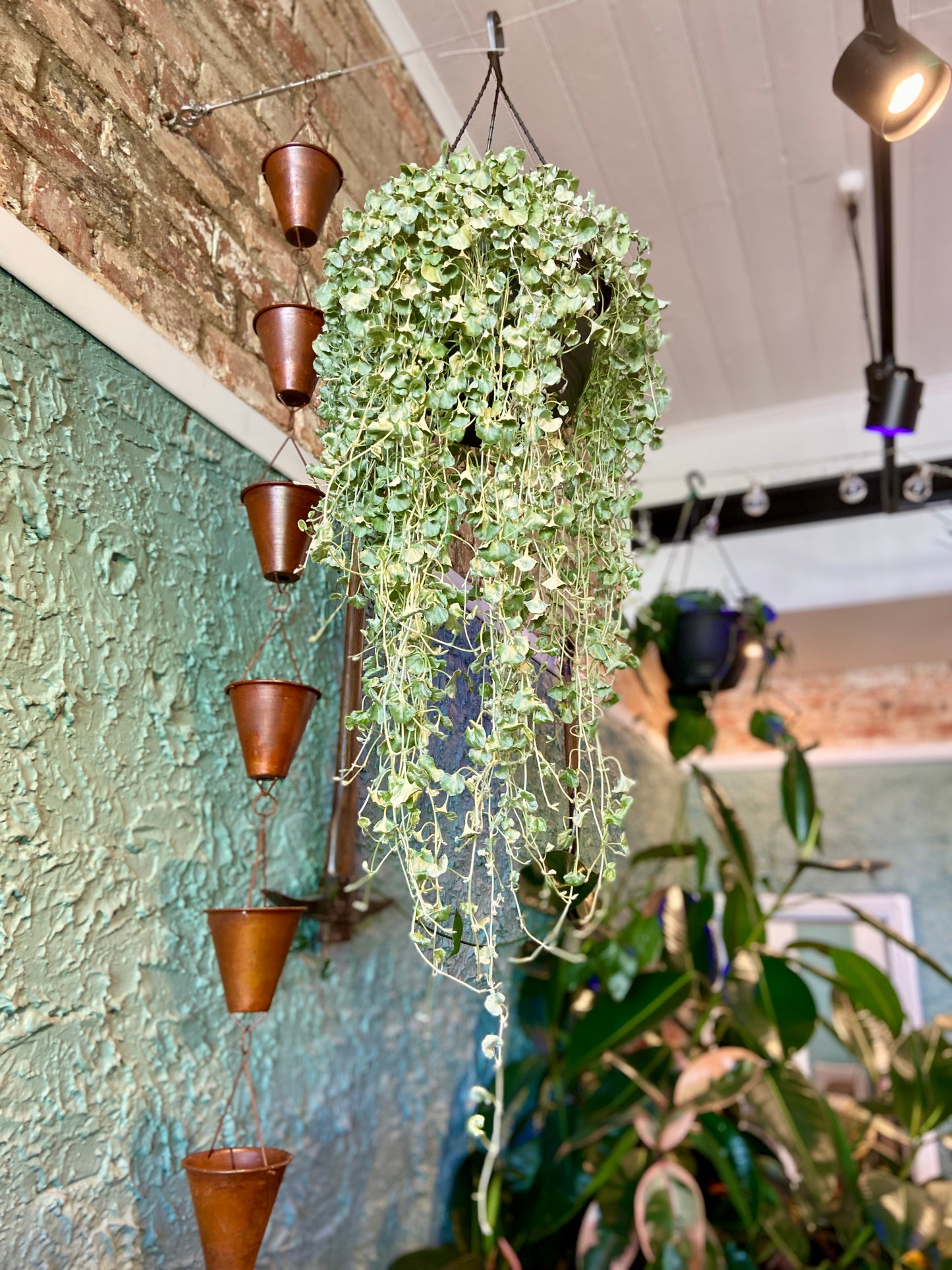 Dichondra argentea Silver Falls